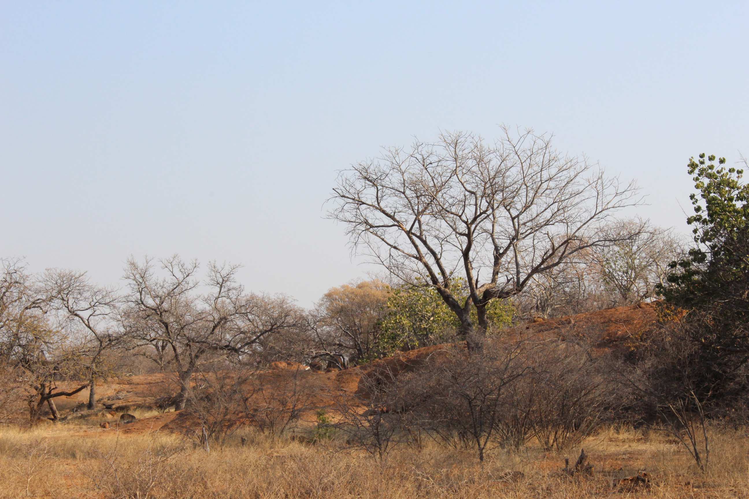 Trees in the Bushveld